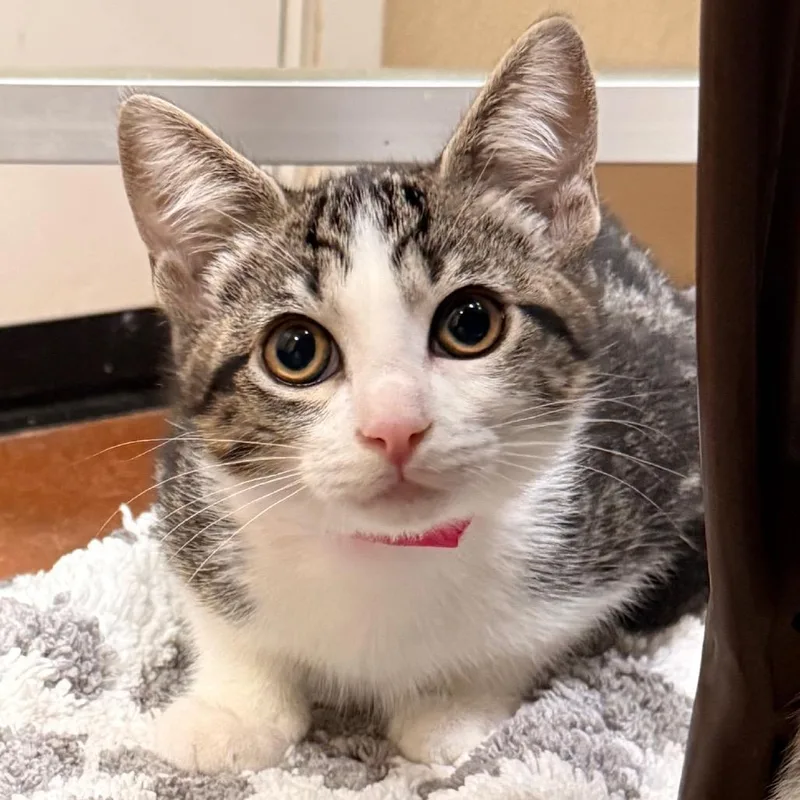 A baby small-sized female Brown / Chocolate Domestic Short Hair cat named Archie for adoption in Santa Barbara, CA