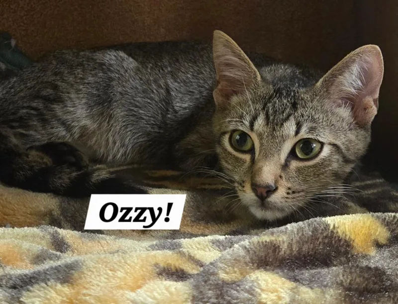 Ozzy