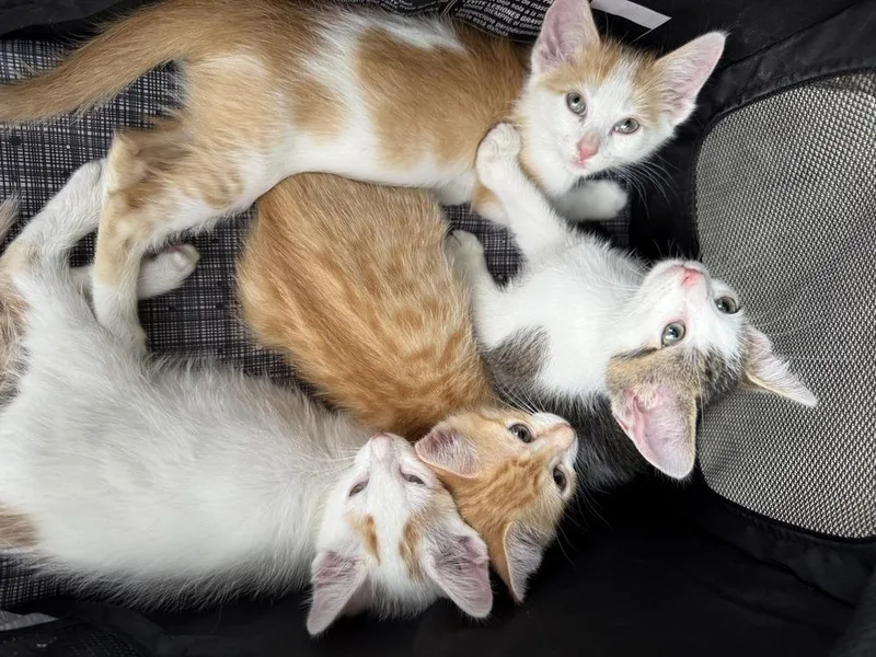 A baby small-sized male Domestic Short Hair cat named Cheeto for adoption in Evergreen, CO