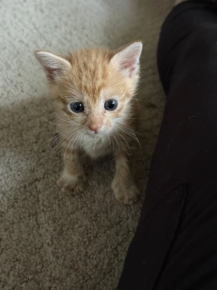 Cheeto thumbnail 2