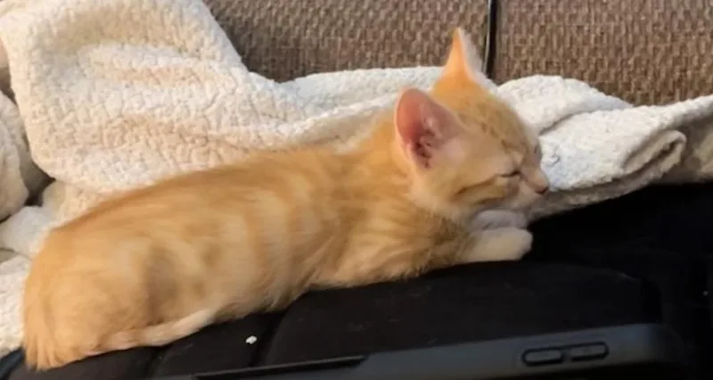 Cheeto thumbnail 4