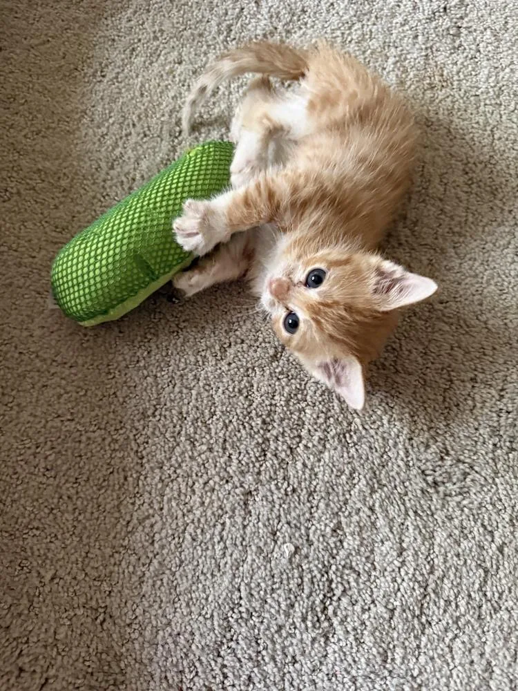 Cheeto thumbnail 5
