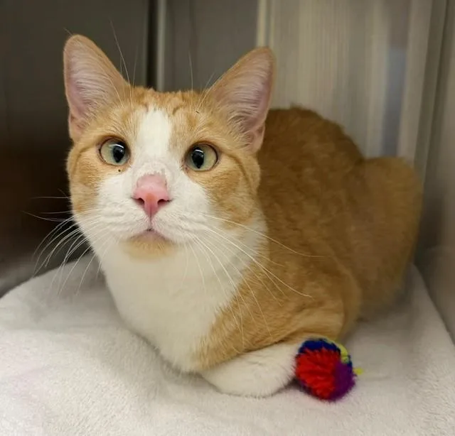An adult small-sized male Domestic Short Hair cat named Georgie for adoption in Brighton, CO