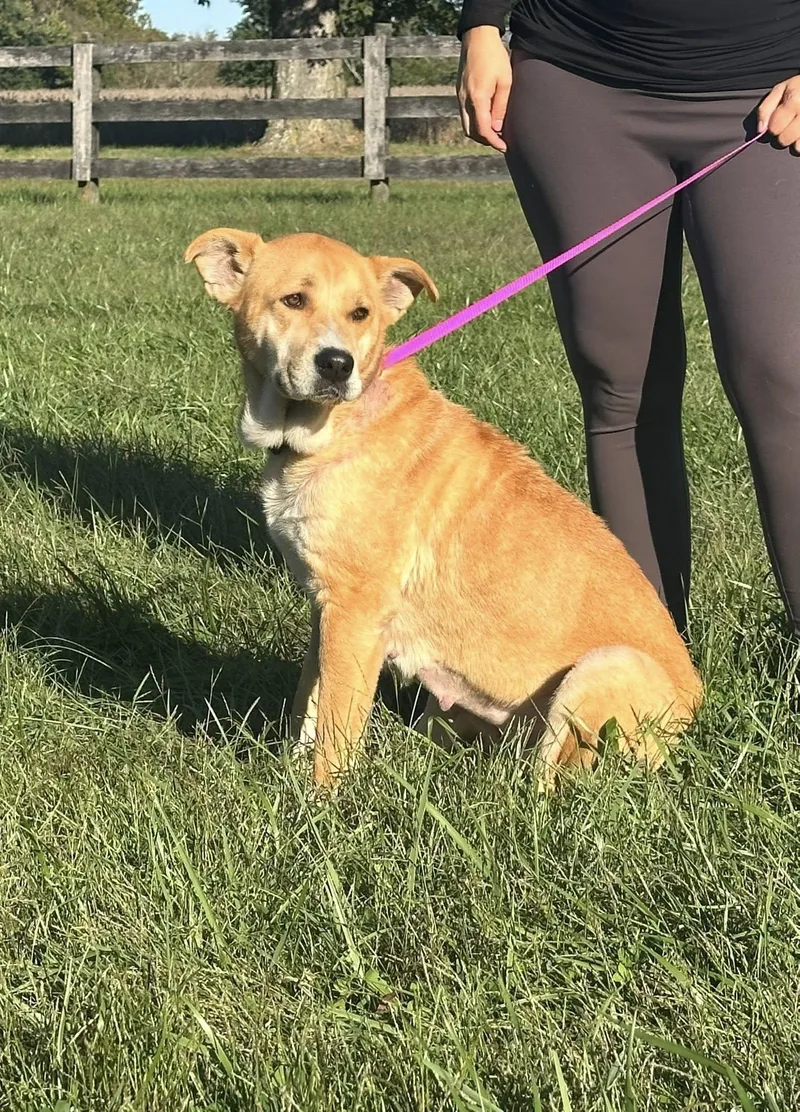 An adult medium-sized female Yellow / Tan / Blond / Fawn Labrador Retriever dog named Nyla for adoption in Chesapeake City, MD