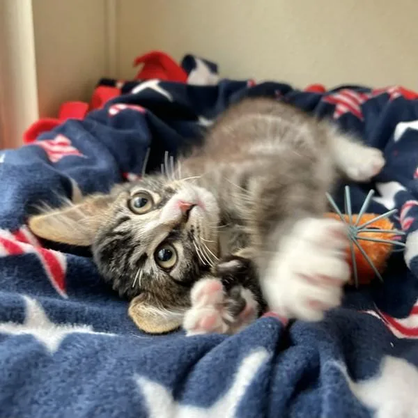 A baby medium-sized male Domestic Medium Hair cat named Lukas for adoption in Dublin, CA