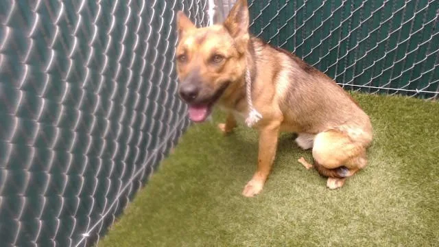A young medium-sized male German Shepherd Dog dog named Brian for adoption in Downey, CA