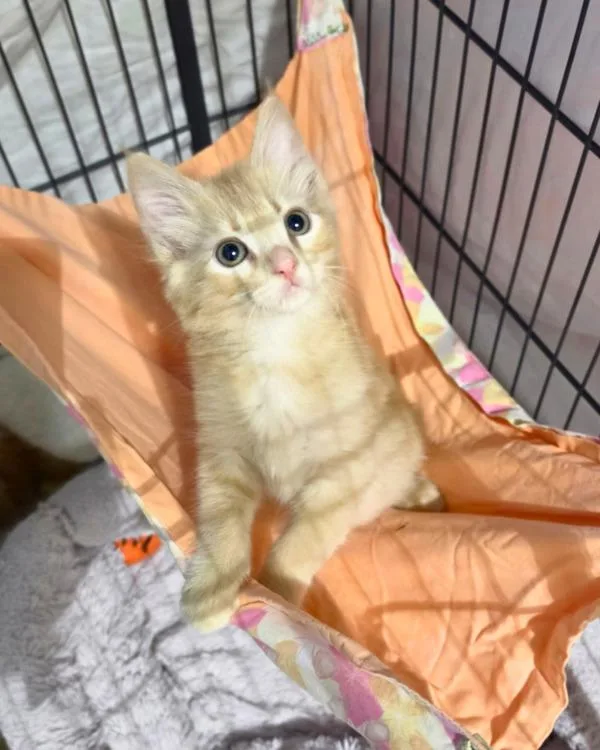 A baby small-sized male Domestic Medium Hair cat named Bisque for adoption in Novato, CA