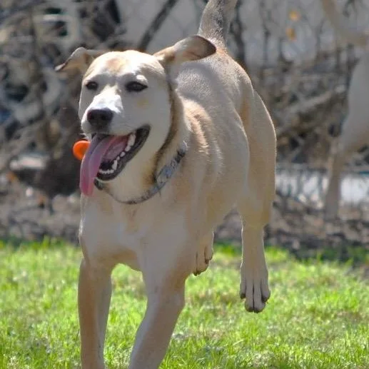 An adult medium-sized female White / Cream Yellow Labrador Retriever dog named Daisy for adoption in Dallas, TX