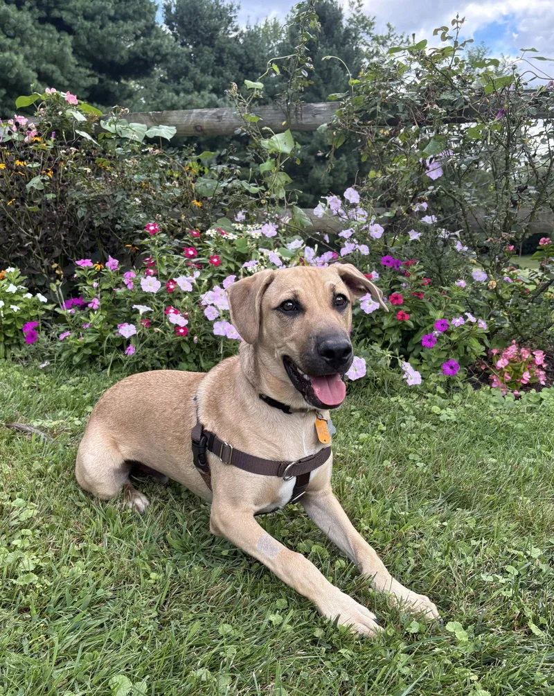 A young large-sized male Hound dog named Charlie for adoption in Doylestown, PA