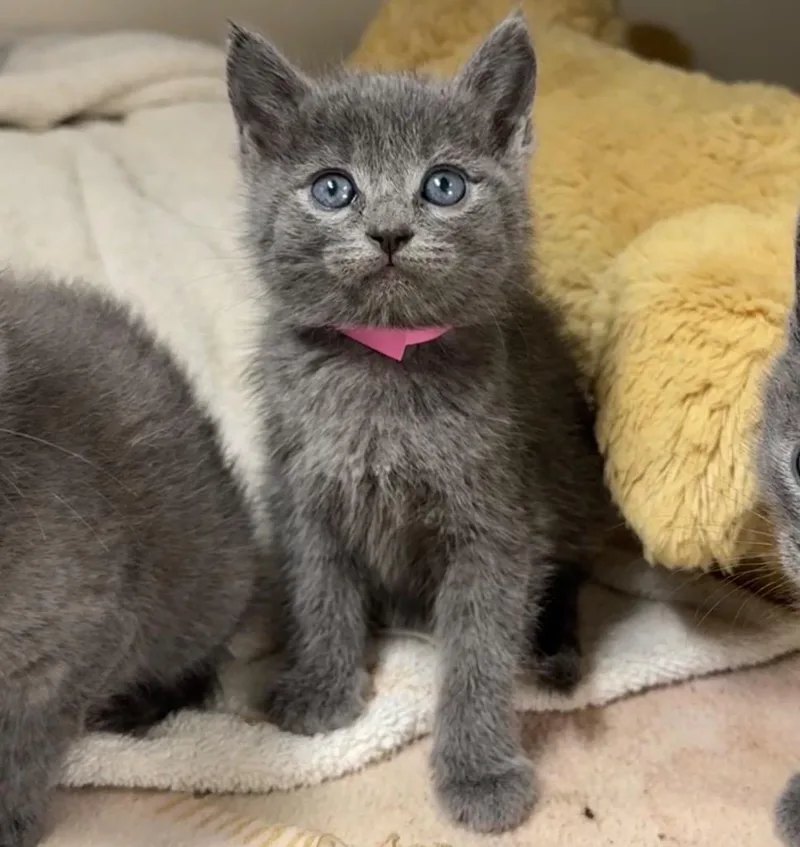 A baby small-sized female Domestic Short Hair cat named Amanita for adoption in Cambria, CA