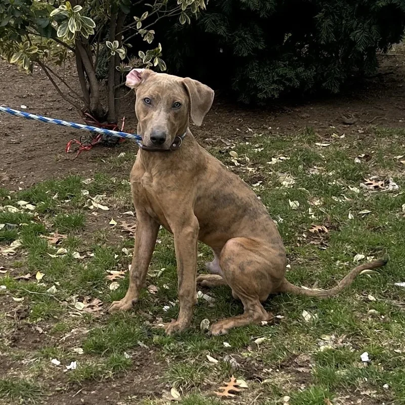 An adult medium-sized male Brown / Chocolate Mixed Breed dog named Benito for adoption in Weimar, CA