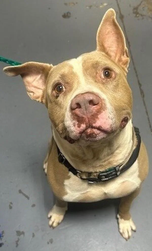 An adult large-sized male Pit Bull Terrier dog named Beau for adoption in Dallas, GA