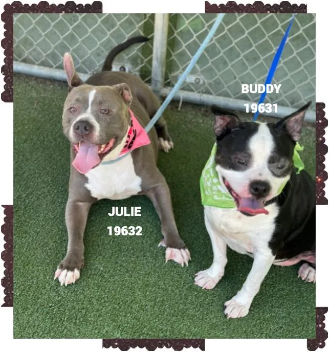 An adult medium-sized male Black Pit Bull Terrier dog named Buddy for adoption in Marietta, GA