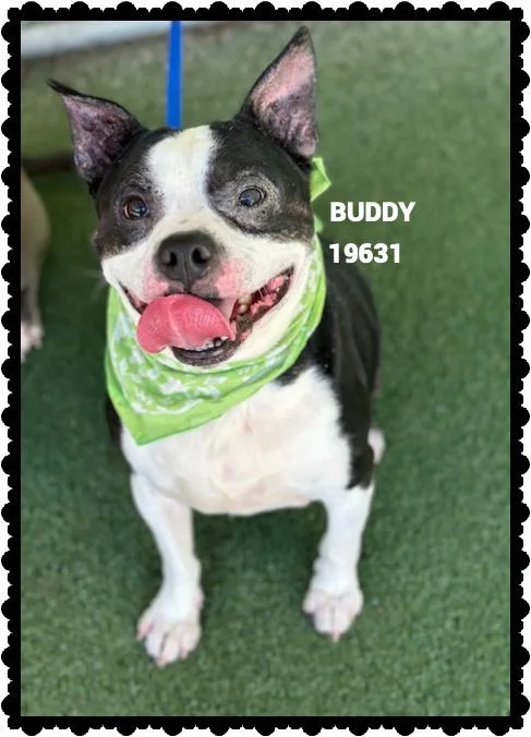 Buddy thumbnail 2