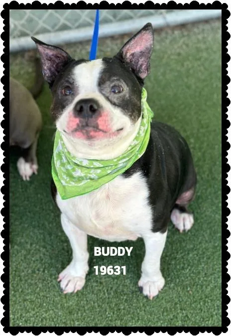 Buddy thumbnail 4