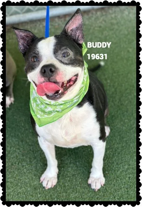 Buddy thumbnail 5
