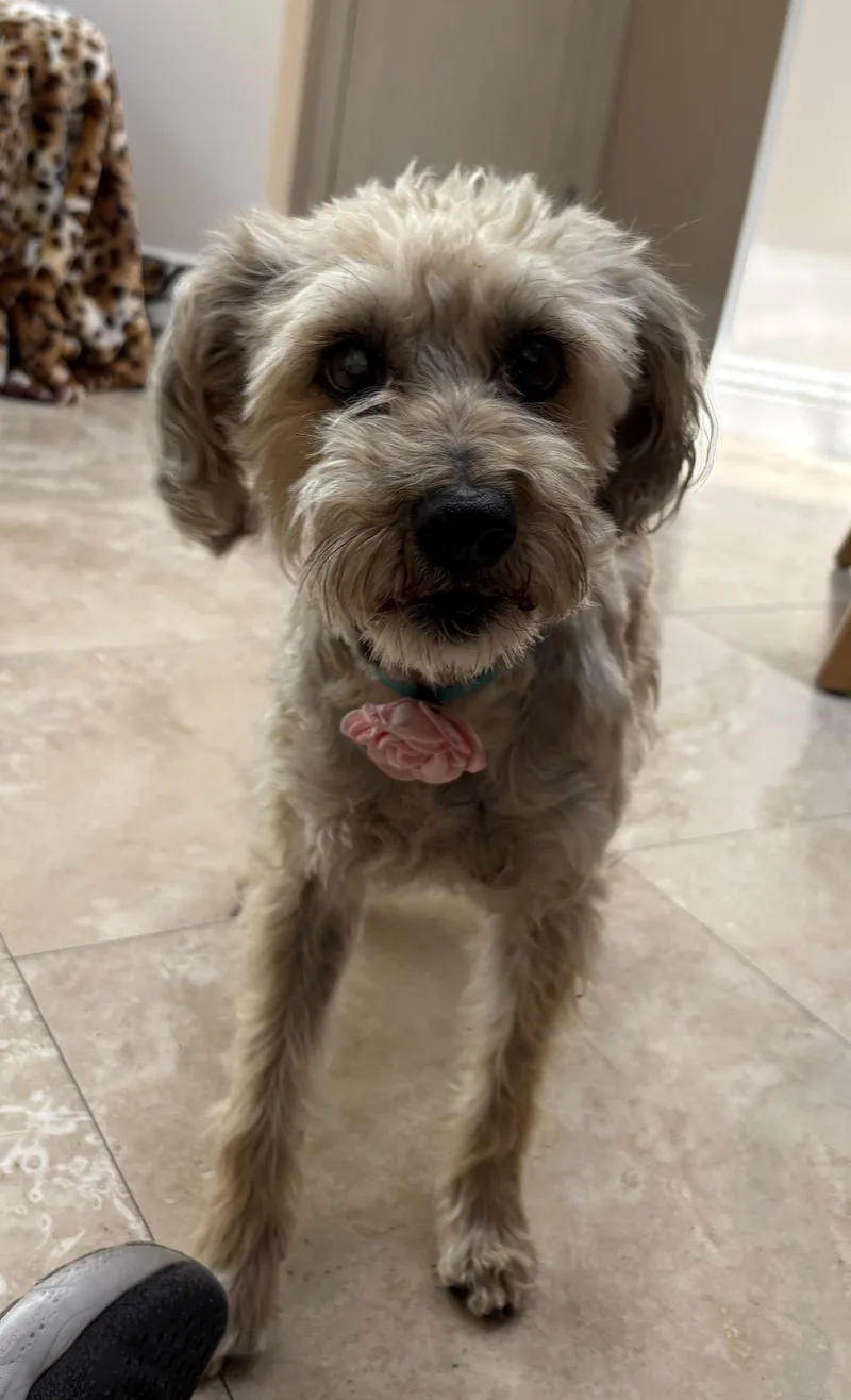 Mia Tortilla thumbnail 2