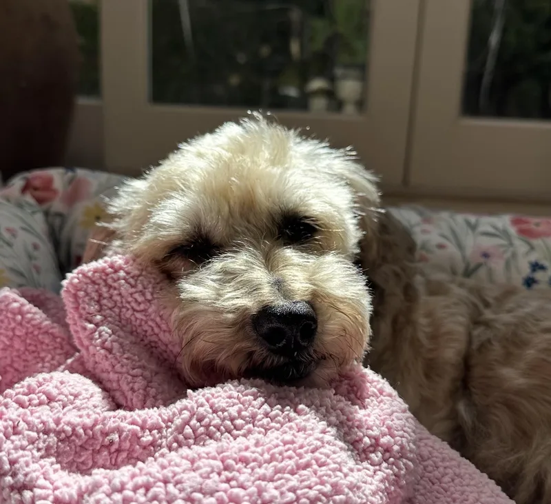 Mia Tortilla thumbnail 3