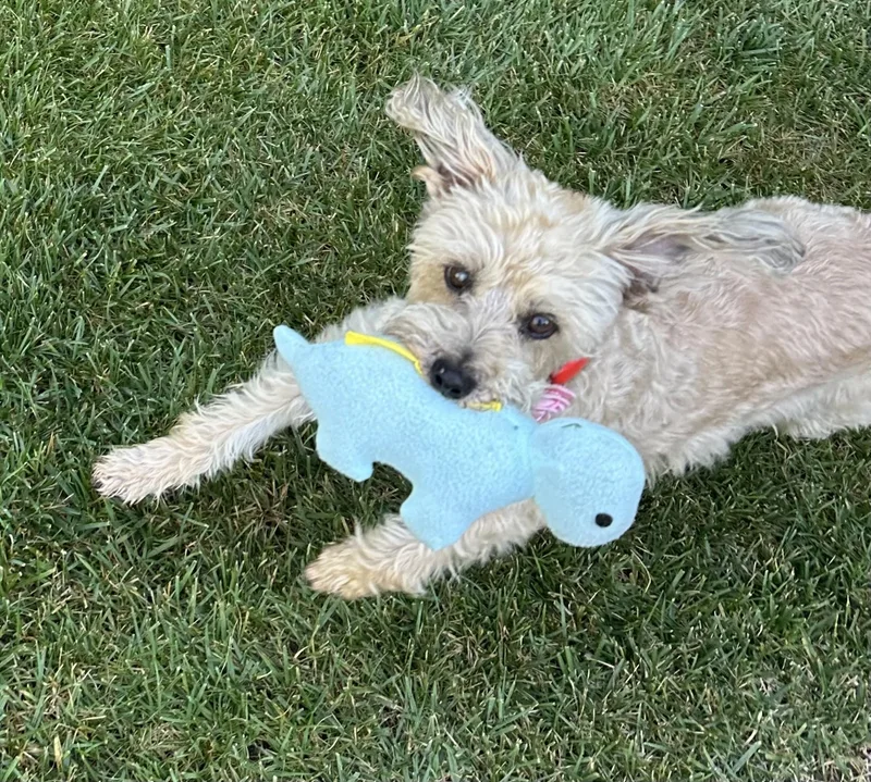 Mia Tortilla thumbnail 4