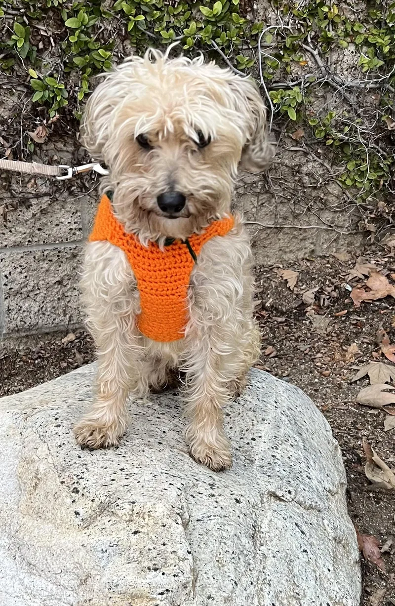 Mia Tortilla thumbnail 5