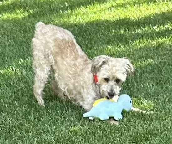 Mia Tortilla thumbnail 6