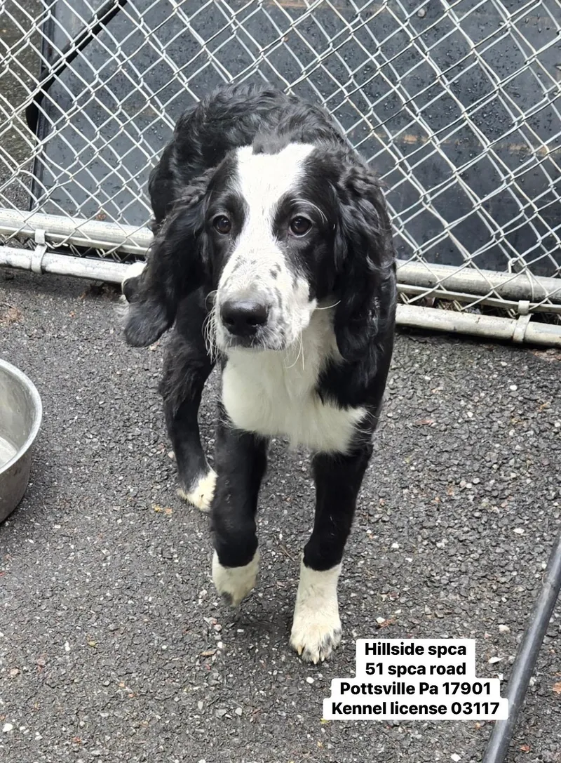 A baby large-sized male Black Goldendoodle dog named Ducati for adoption in Pottsville, PA