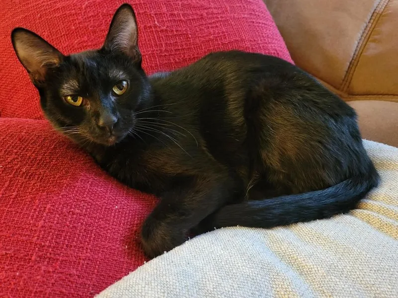 A young medium-sized female Black Domestic Short Hair cat named Mellori for adoption in tucson, AZ