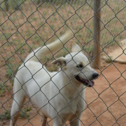 A young medium-sized female White / Cream Mixed Breed dog named Jolene for adoption in Sullivan City, TX