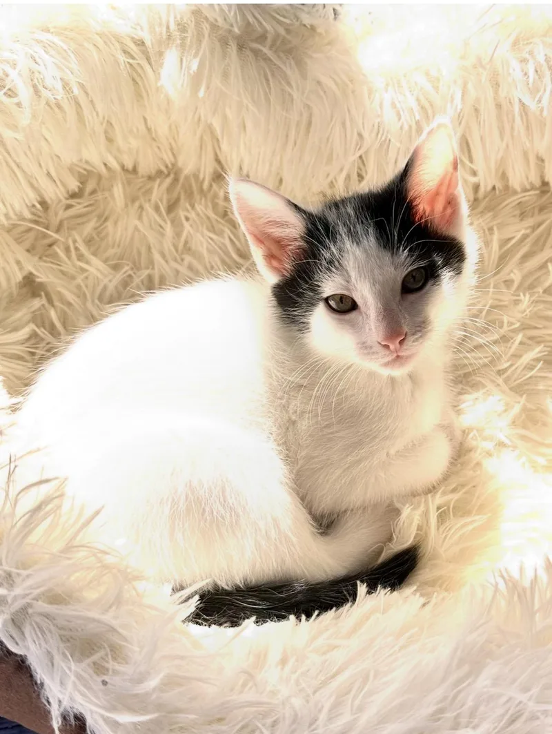 A baby small-sized male White Domestic Short Hair cat named Mellow for adoption in Canal Winchester, OH