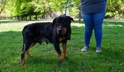 An adult large-sized female Rottweiler dog named Arwen for adoption in Yakima, WA