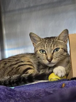 An adult small-sized female Domestic Short Hair cat named Ice Cream for adoption in Roseville, CA