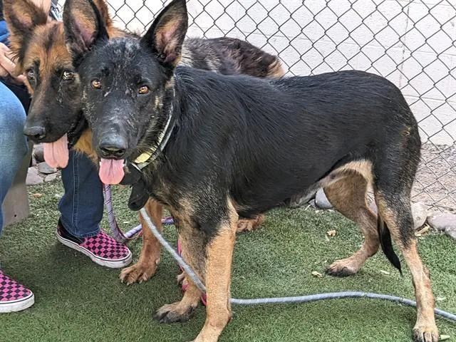 An adult large-sized female German Shepherd Dog dog named Sophie for adoption in Phoenix, AZ