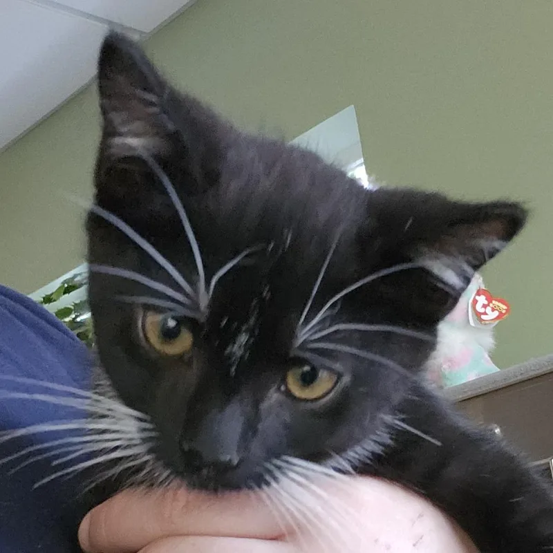 A baby small-sized male Black Domestic Short Hair cat named Bear for adoption in Columbia Station, OH