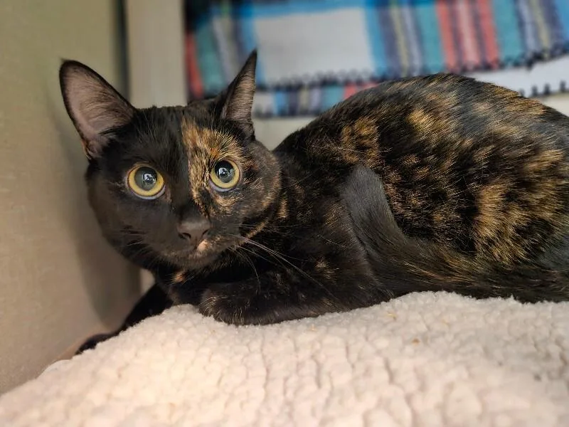 An adult medium-sized female Black Domestic Short Hair cat named Firefly for adoption in Fort Collins, CO