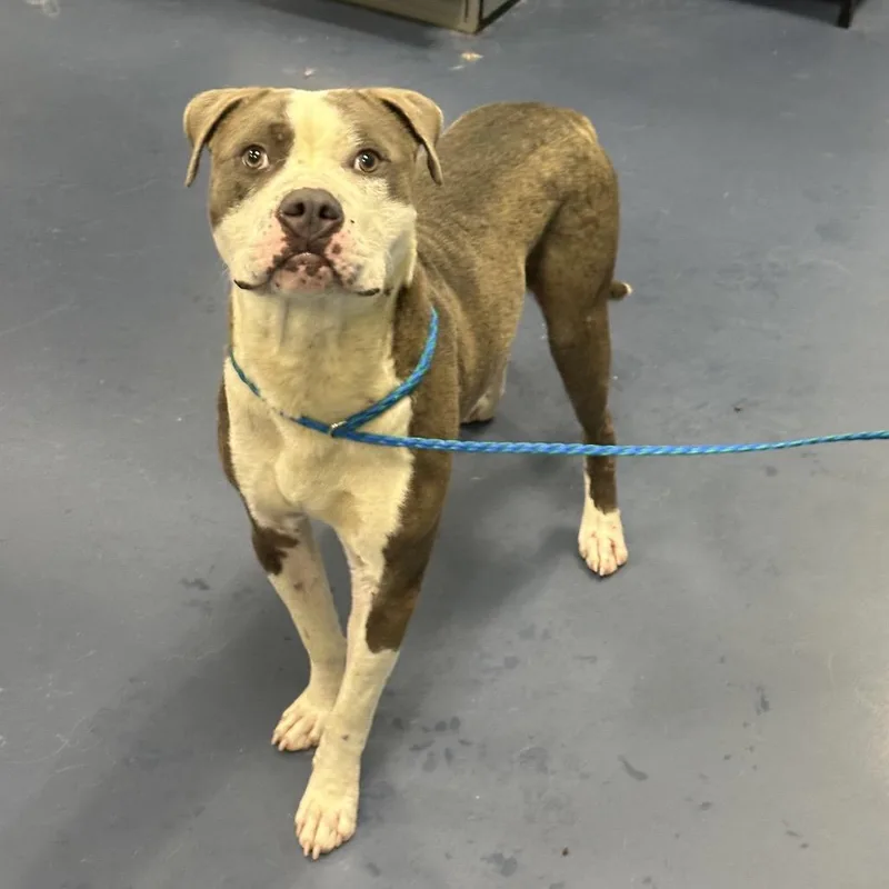 An adult medium-sized male Gray / Blue / Silver Pit Bull Terrier dog named Carl for adoption in Greensboro, NC