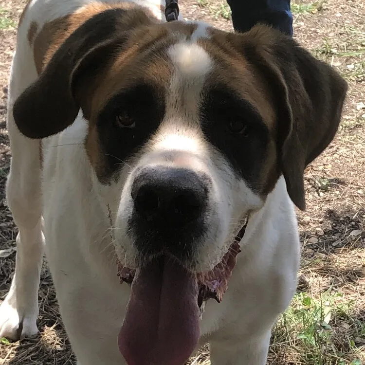 An adult extra large-sized female Tricolor (Brown, Black, & White) Saint Bernard dog named Dulci for adoption in Magnolia, TX