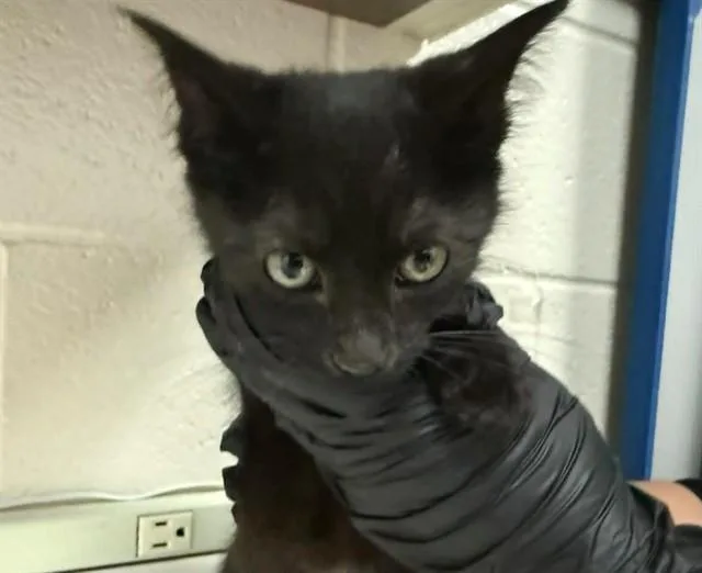 A baby small-sized male Domestic Short Hair cat named Palmer for adoption in Colorado Springs, CO