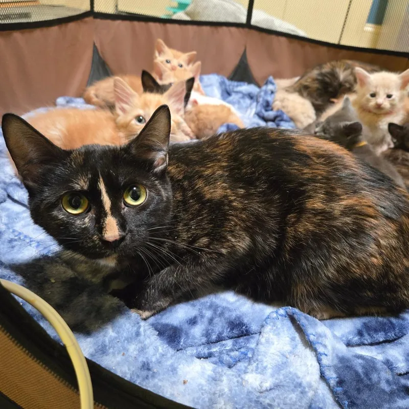 An adult medium-sized female Tortoiseshell Domestic Short Hair cat named Sandbur for adoption in Brownsboro, AL