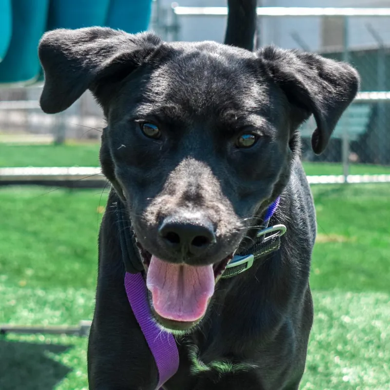 An adult medium-sized male Black Labrador Retriever dog named Gunner for adoption in Evansville, IN