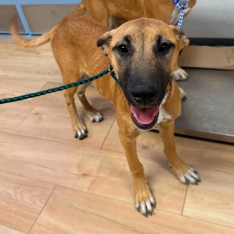 A young small-sized female Yellow / Tan / Blond / Fawn Shepherd dog named 26-1135 for adoption in Los Banos, CA
