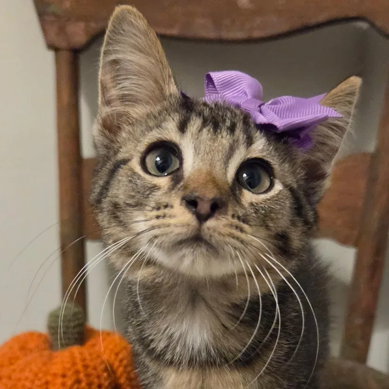 A baby small-sized female Brown / Chocolate Domestic Short Hair cat named Sora for adoption in New Albany, OH