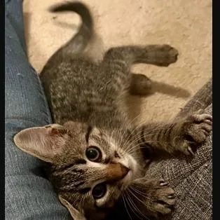 A baby small-sized male Gray / Blue / Silver Domestic Short Hair cat named Trapper for adoption in Melbourne, KY