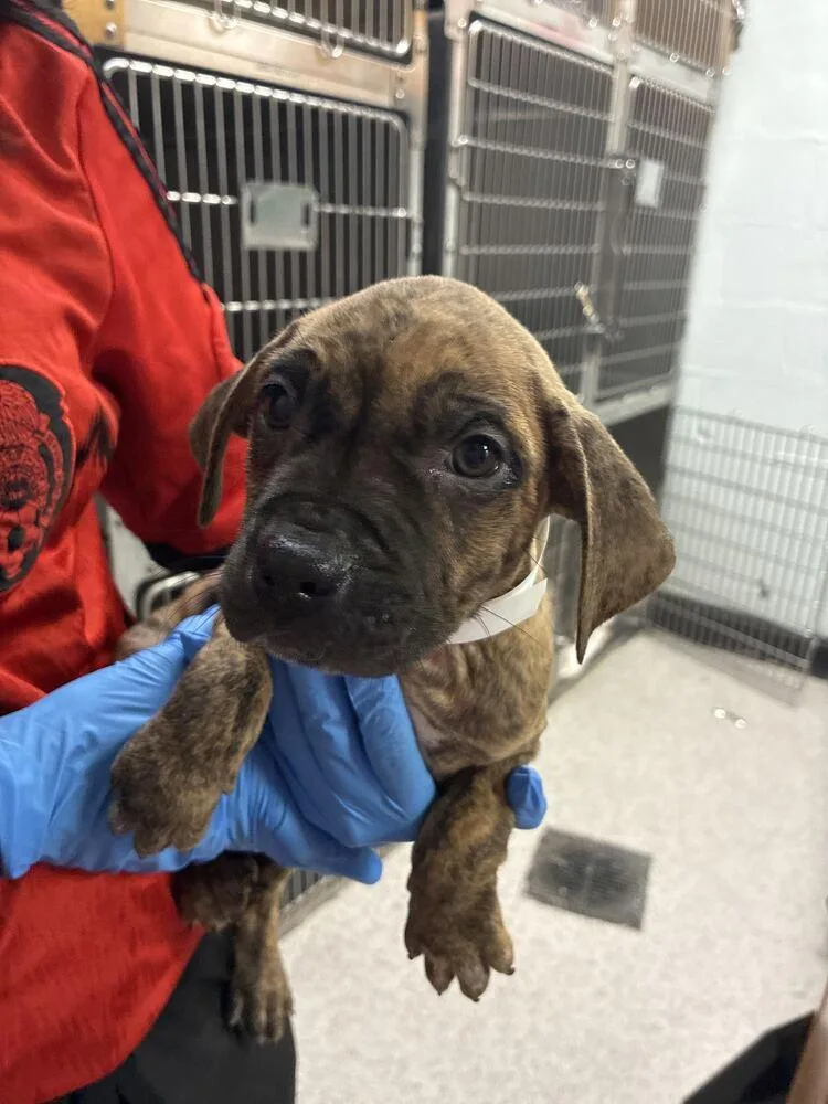 A baby small-sized male Boxer dog named Lando for adoption in Marietta, GA