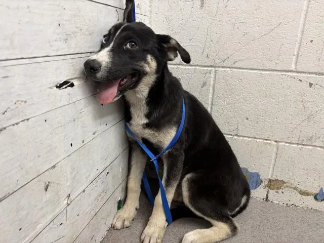 Nova