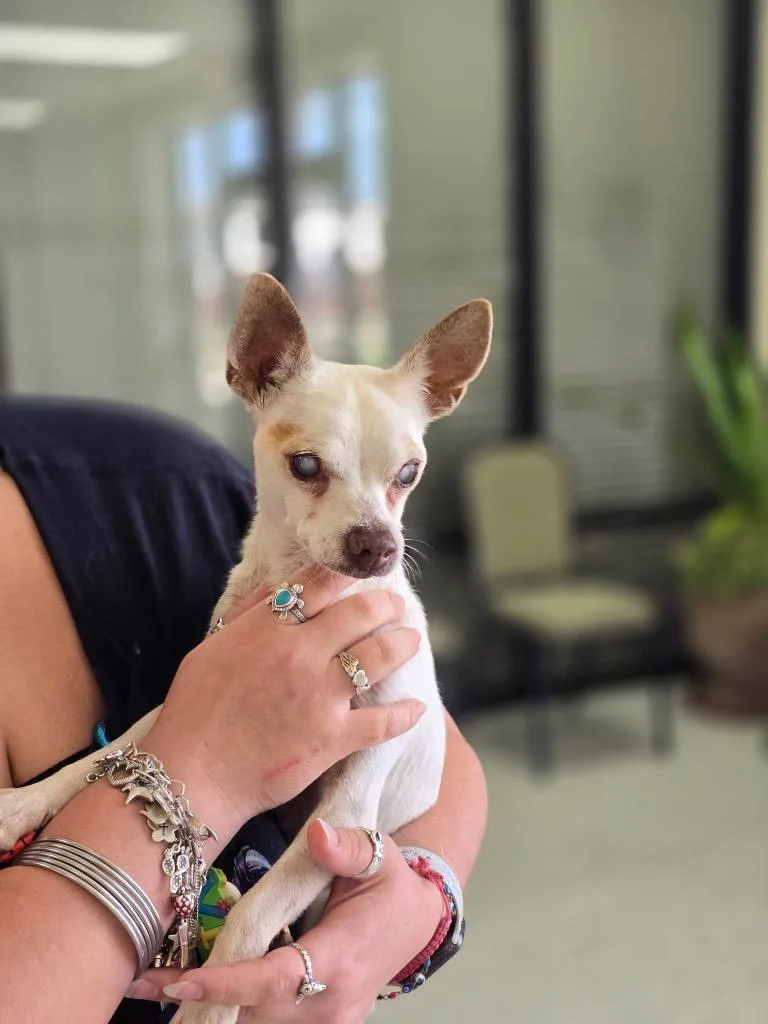 A senior small-sized male Chihuahua dog named Remi for adoption in Bryan, TX