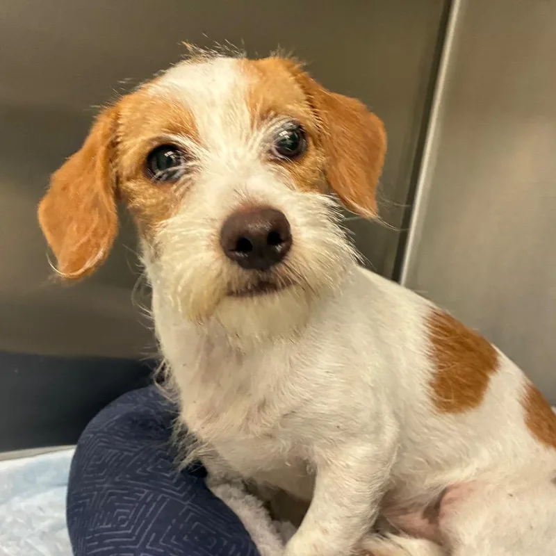 A young small-sized female Parson Russell Terrier dog named Tess for adoption in Bronson, FL