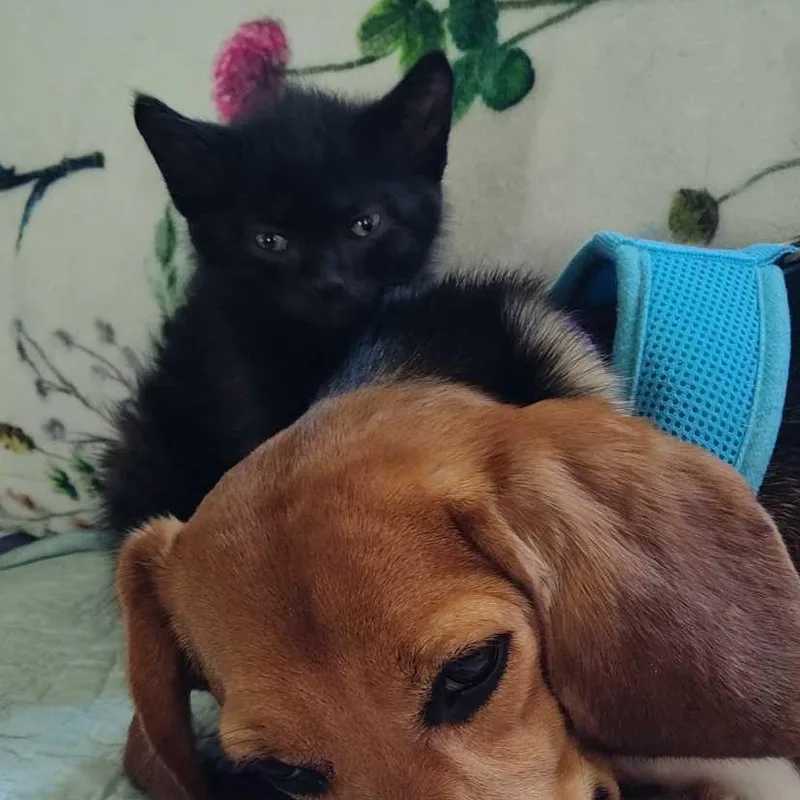 A baby medium-sized male Black Domestic Short Hair cat named Bailey for adoption in Watertown, WI