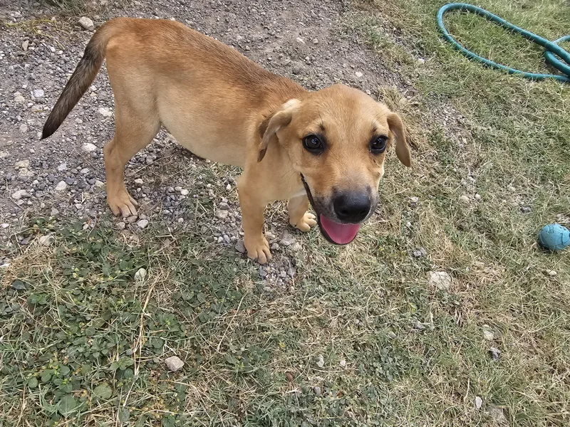 A baby small-sized male Apricot / Beige Black Mouth Cur dog named Biscuit for adoption in Hamilton , TX