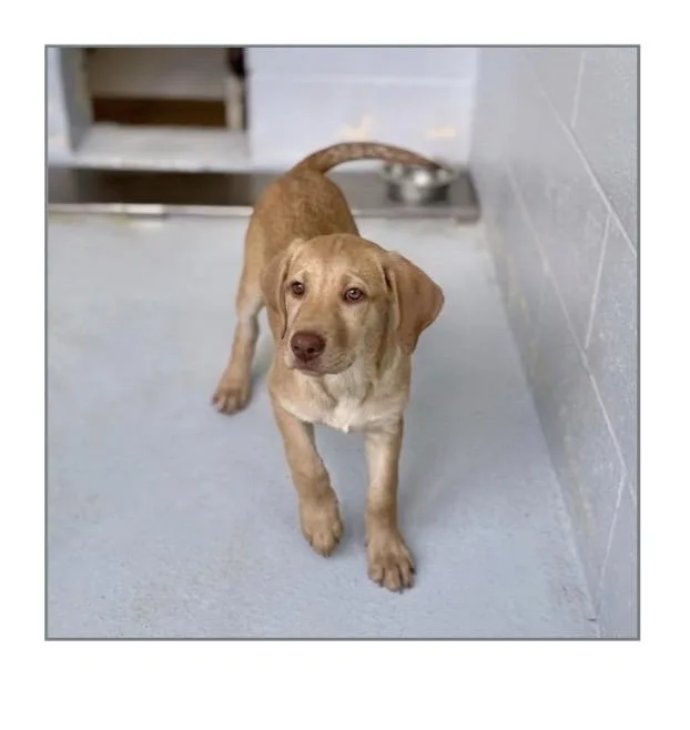 A young medium-sized female Golden Retriever dog named Julie for adoption in Winter, WI