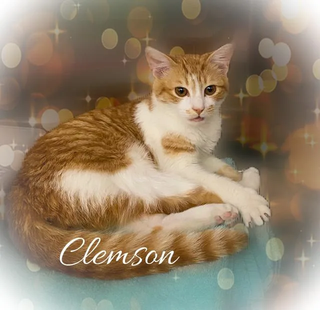 A young medium-sized male Orange & White Domestic Short Hair cat named Clemson for adoption in Charlotte, NC